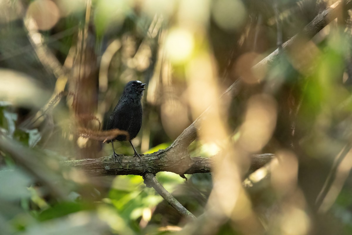 Bolivian Tapaculo - ML625373315