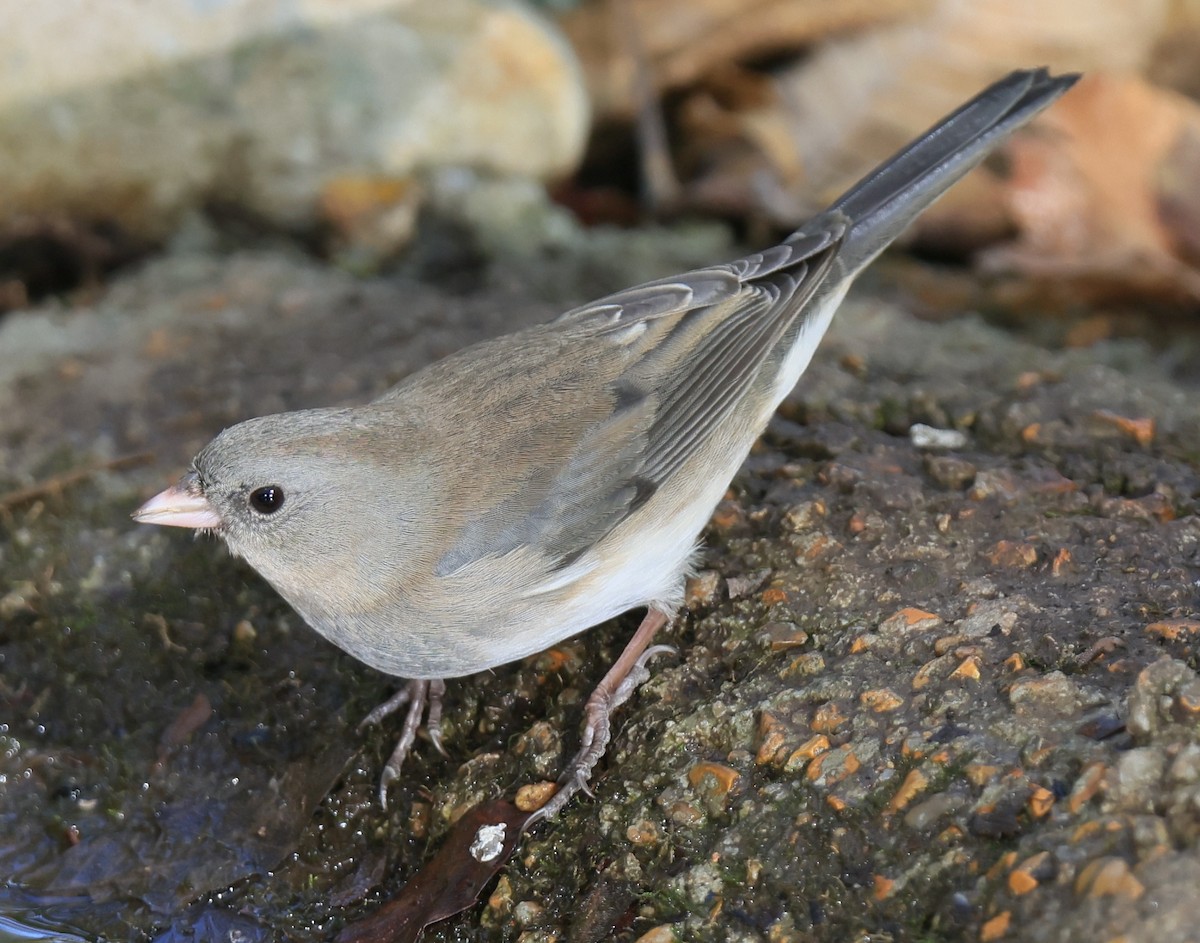 Dark-eyed Junco (Slate-colored) - ML625373347