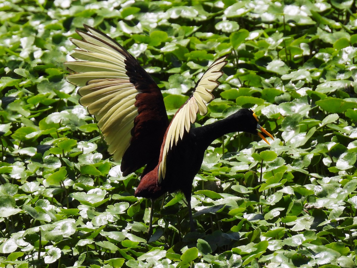 Northern Jacana - ML625373421