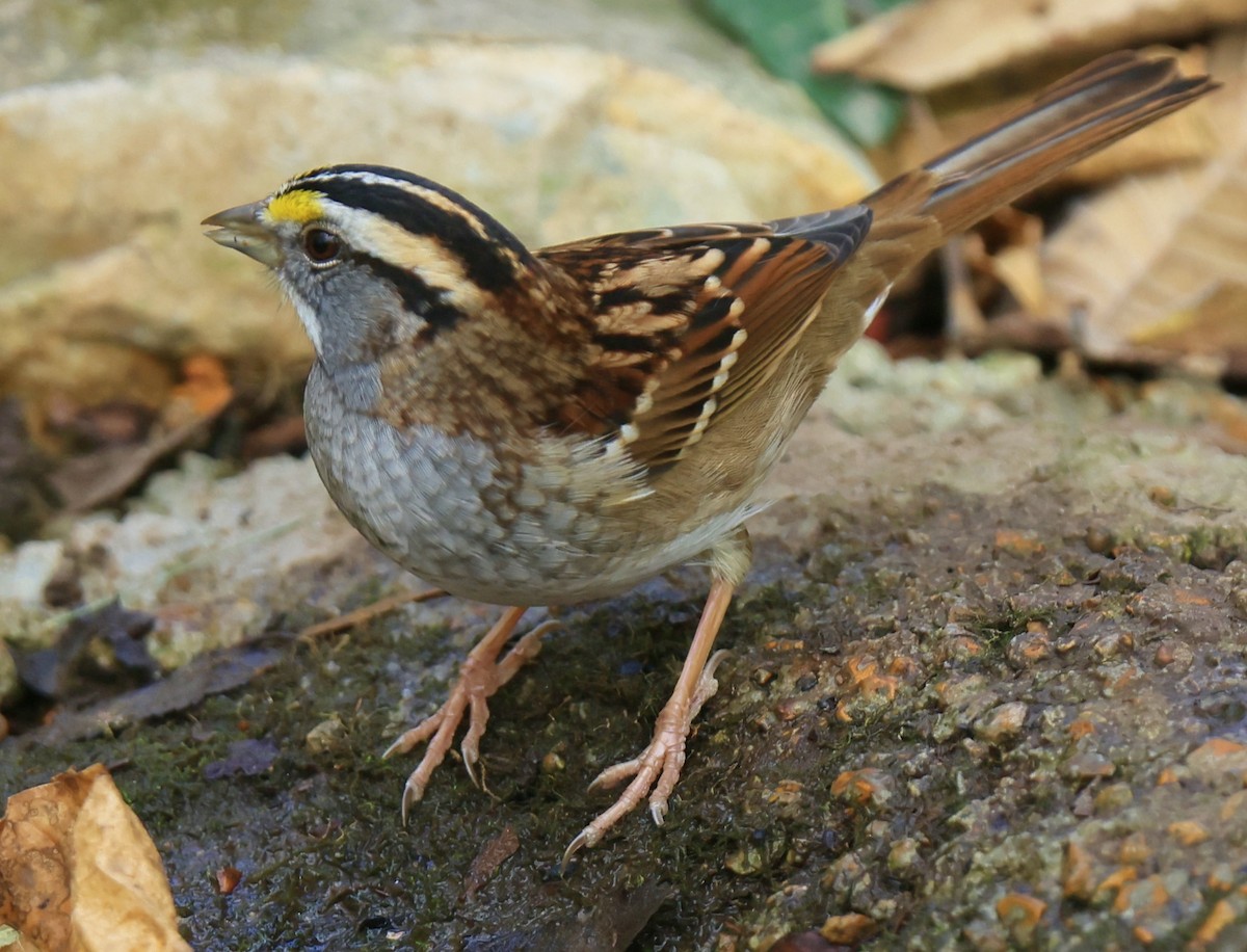 White-throated Sparrow - ML625373437