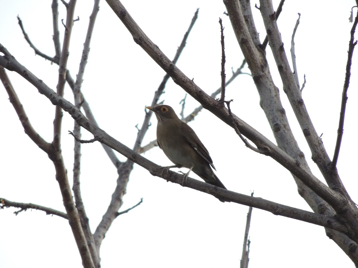 Spectacled Thrush - ML625373460