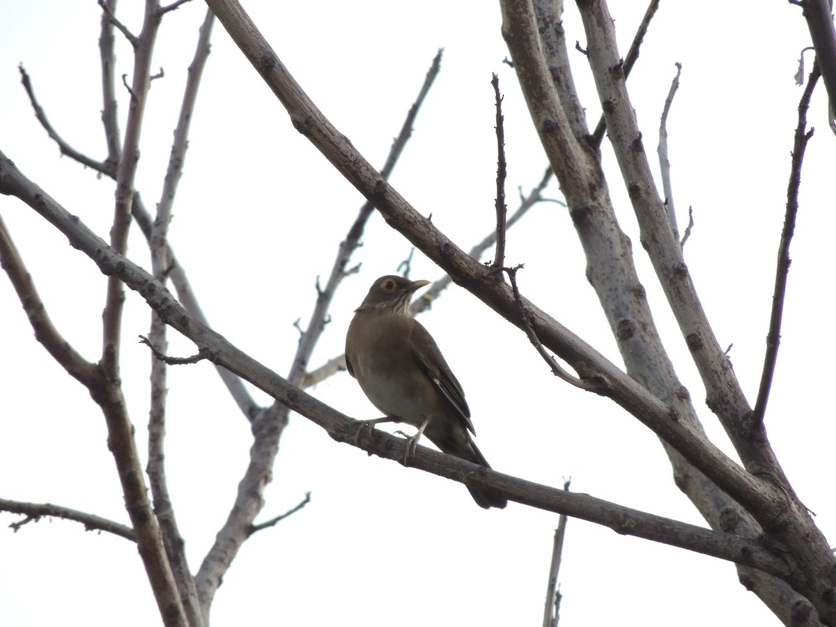 Spectacled Thrush - ML625373461