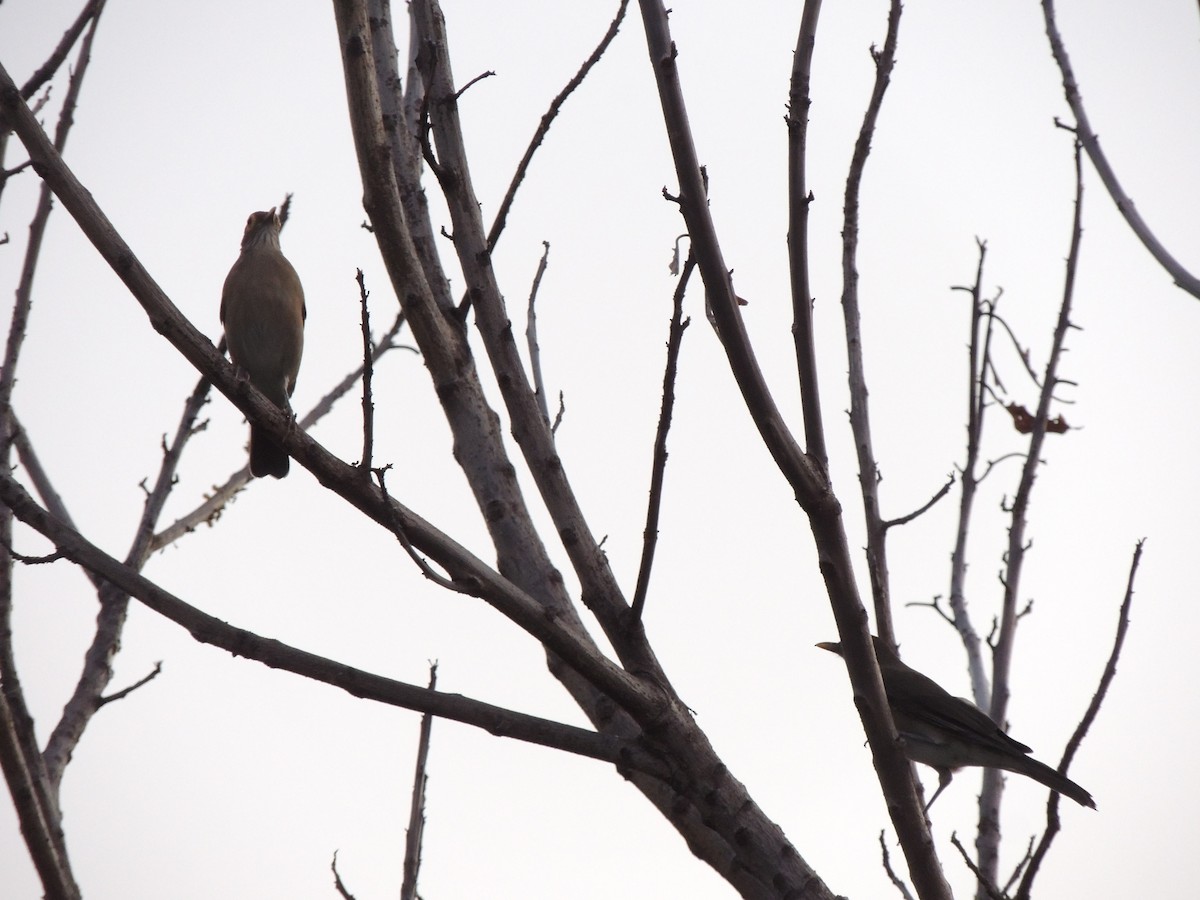 Spectacled Thrush - Carlos E. Pérez S.L.