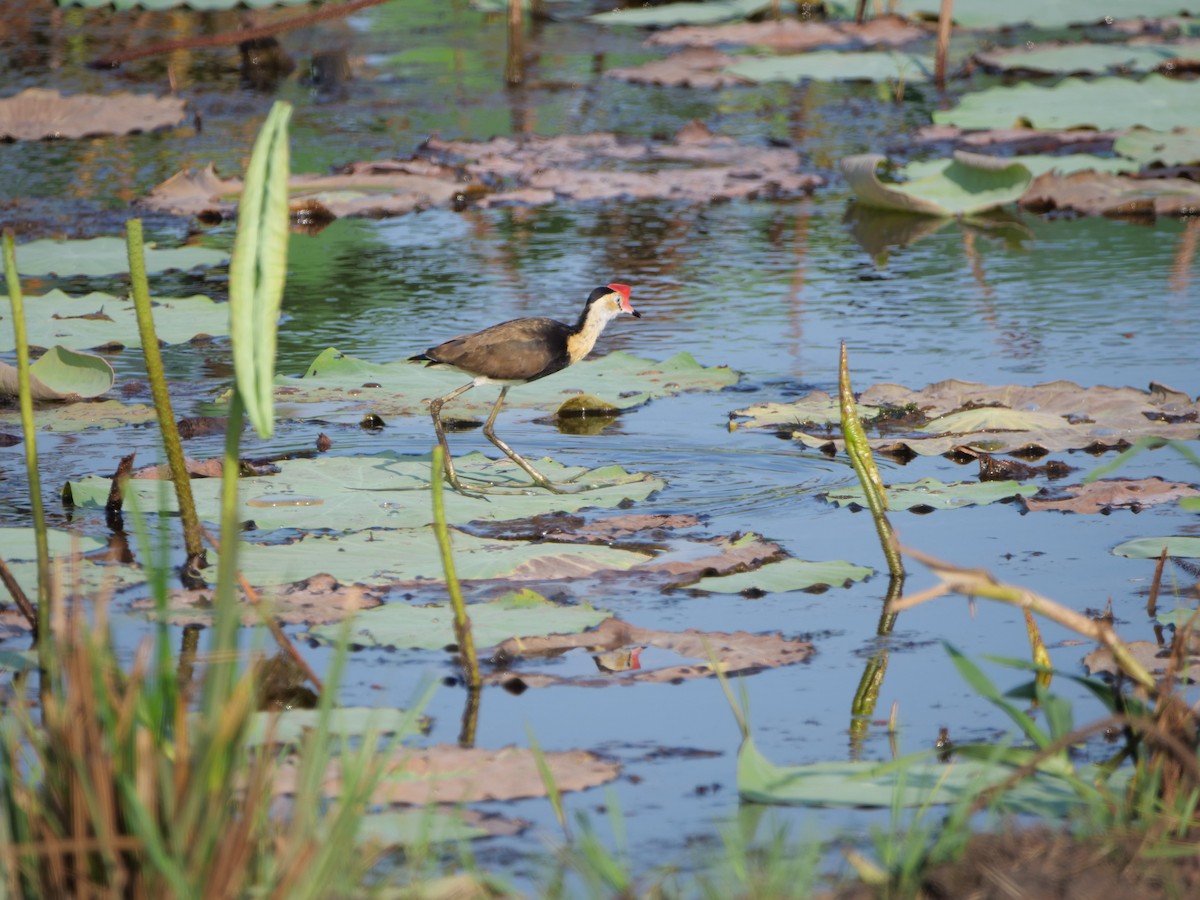 Comb-crested Jacana - ML625373484