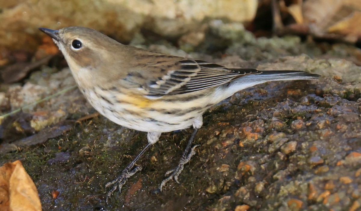 Yellow-rumped Warbler - ML625373487