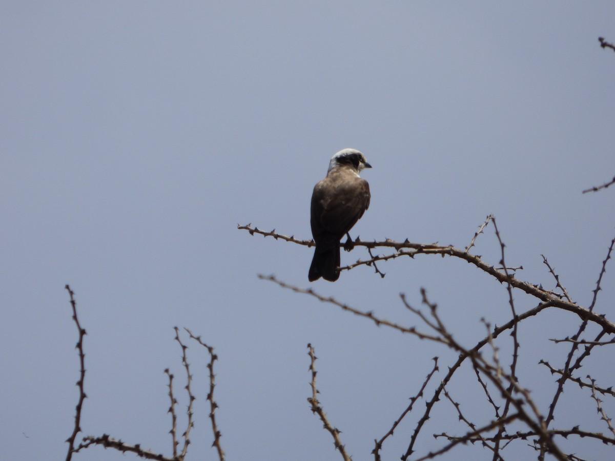 White-rumped Shrike - ML625373522