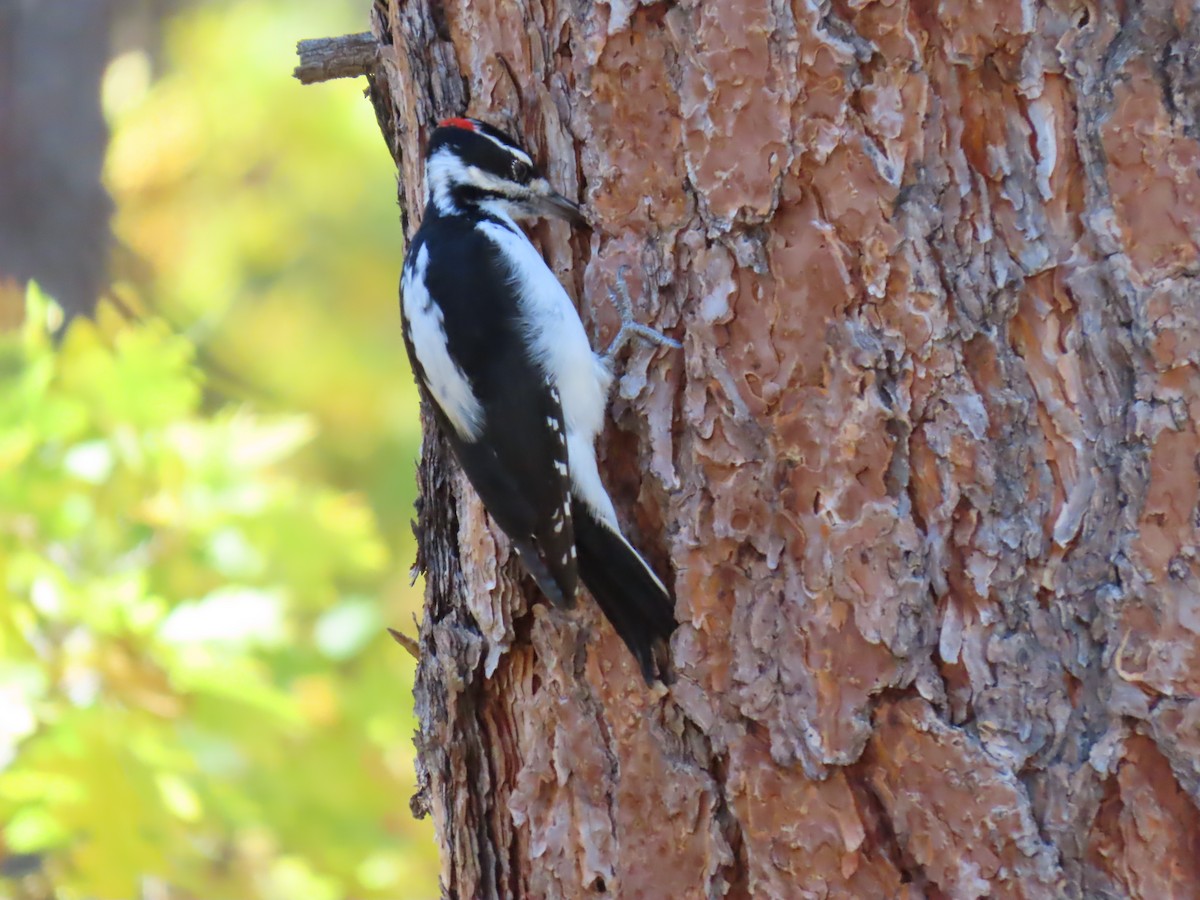 Hairy Woodpecker - ML625373613