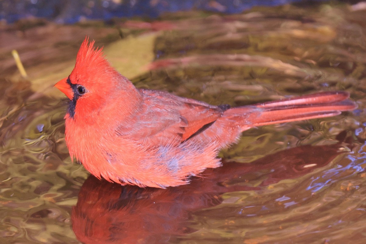 Northern Cardinal - ML625373643