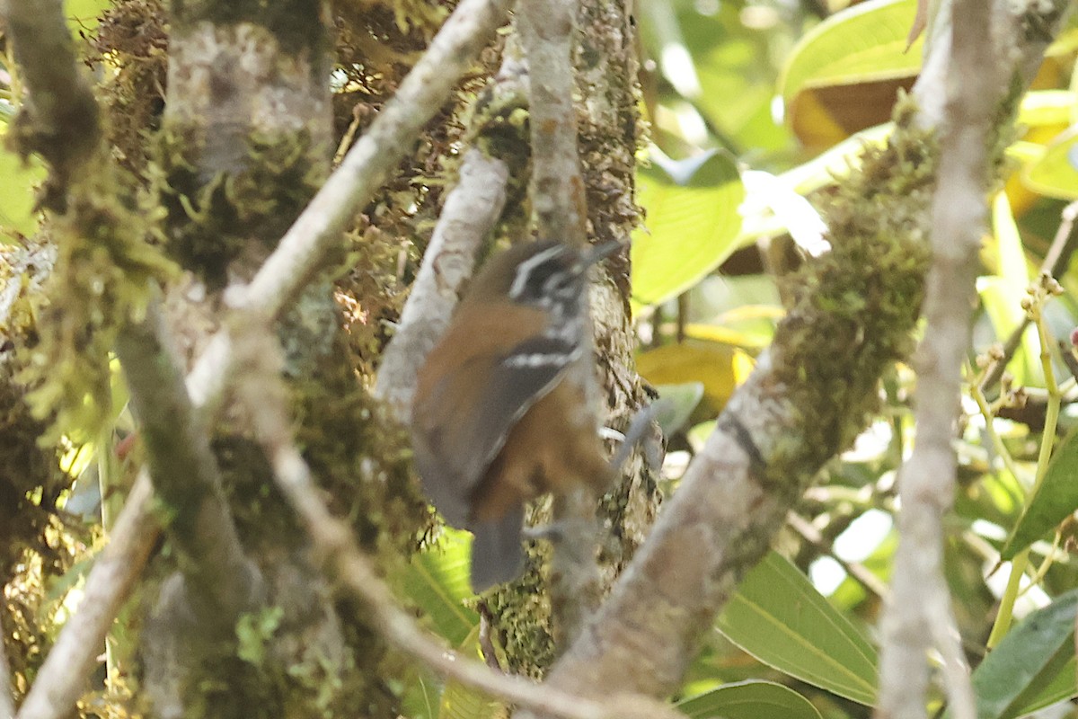 Bar-winged Wood-Wren - ML625373727
