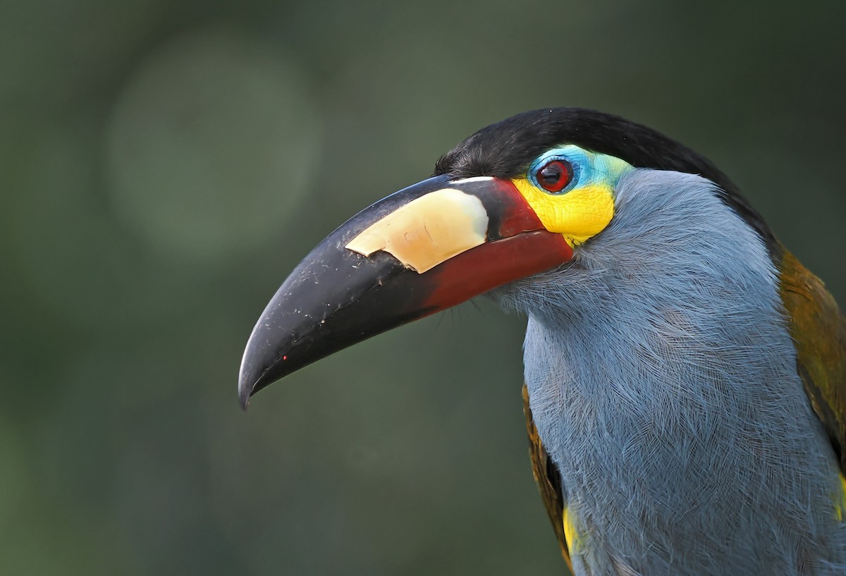 Plate-billed Mountain-Toucan - ML625373773