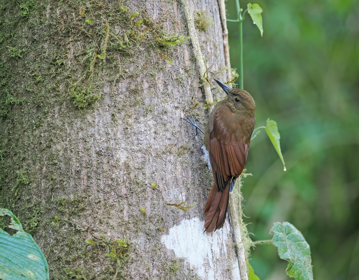 Tyrannine Woodcreeper - ML625373790