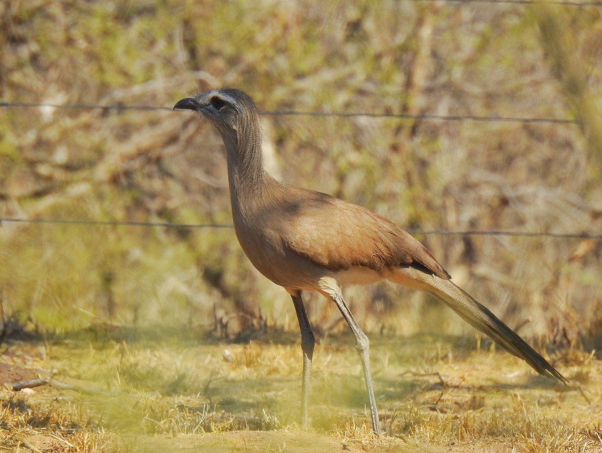 Chuña Patinegra - ML625373847