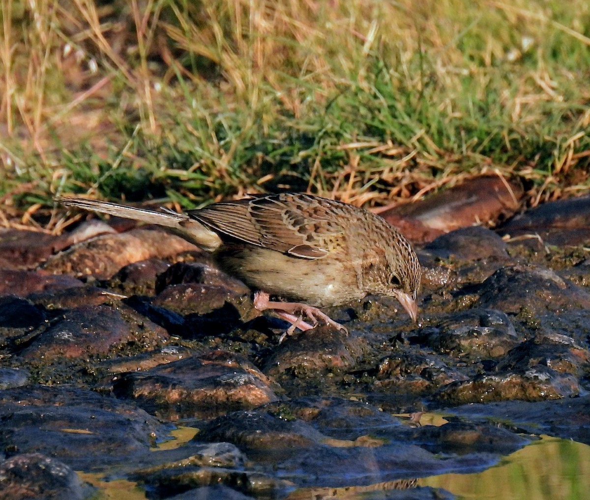 Cassin's Sparrow - Mary Tannehill