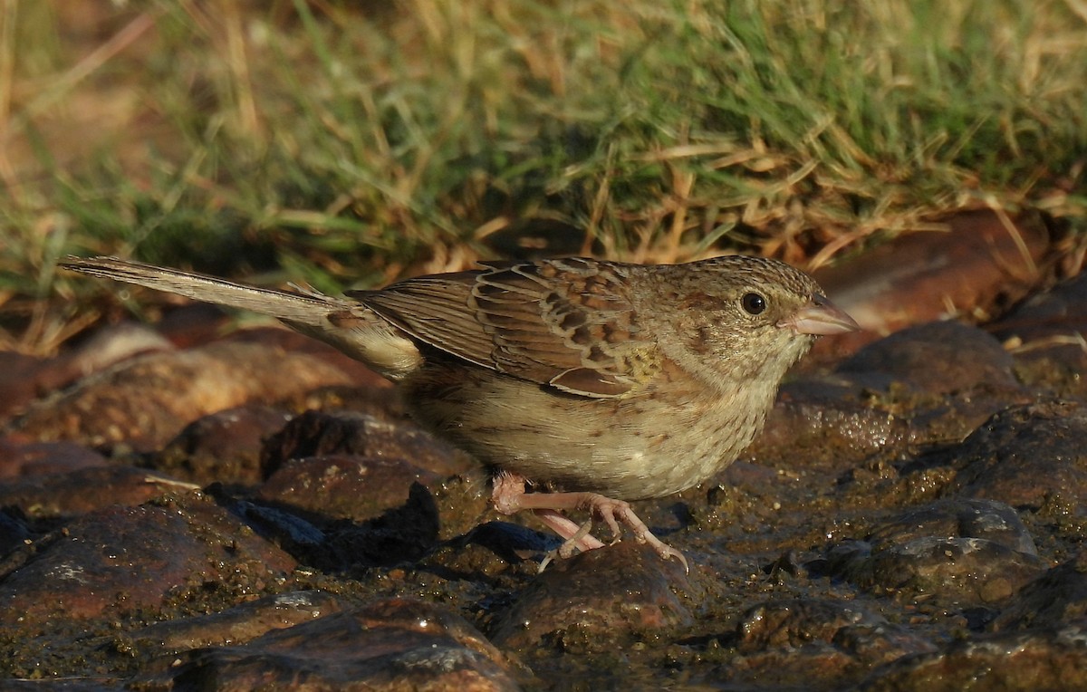 Cassin's Sparrow - ML625373981