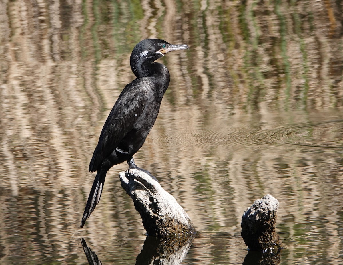 Neotropic Cormorant - ML625373990