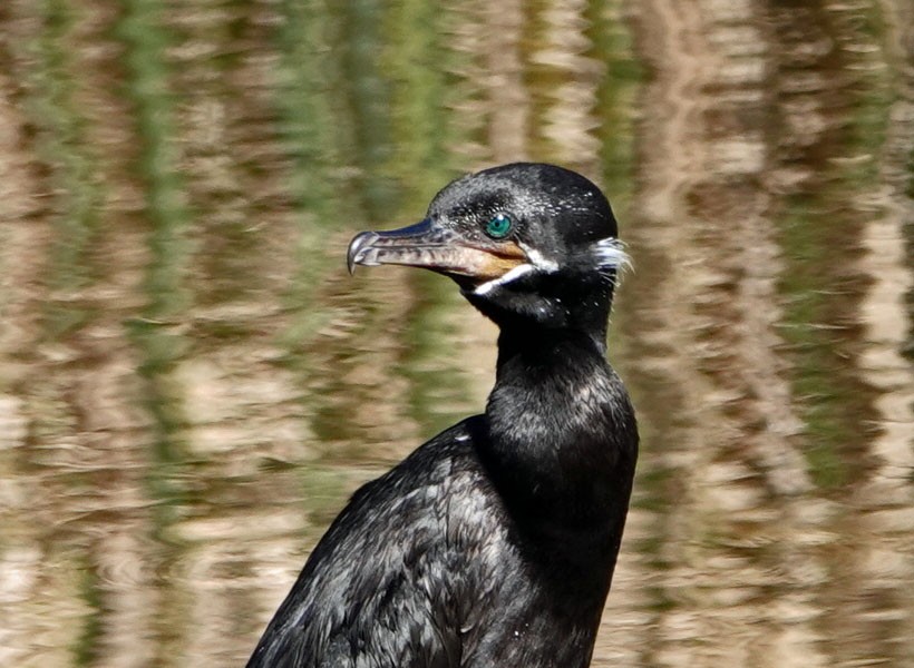 Neotropic Cormorant - ML625373992