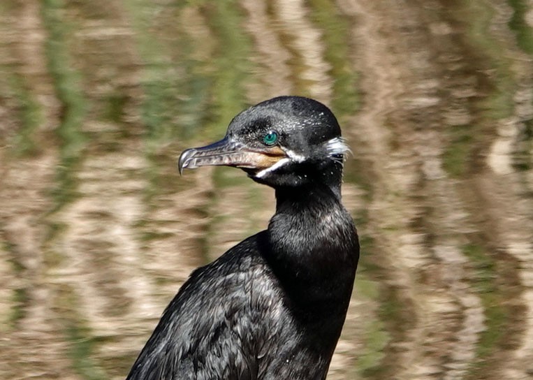 Neotropic Cormorant - ML625373993