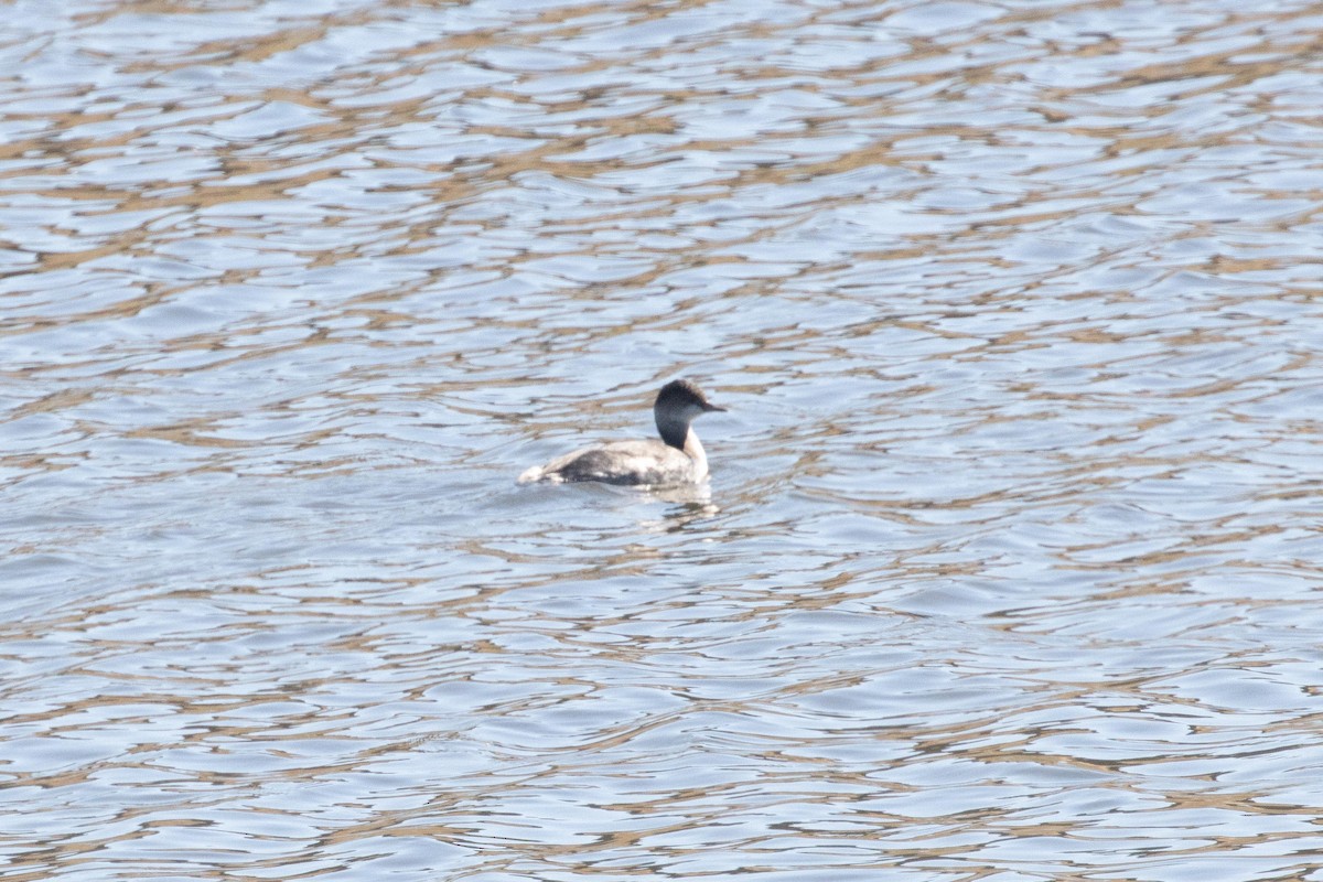 Eared Grebe - ML625373999