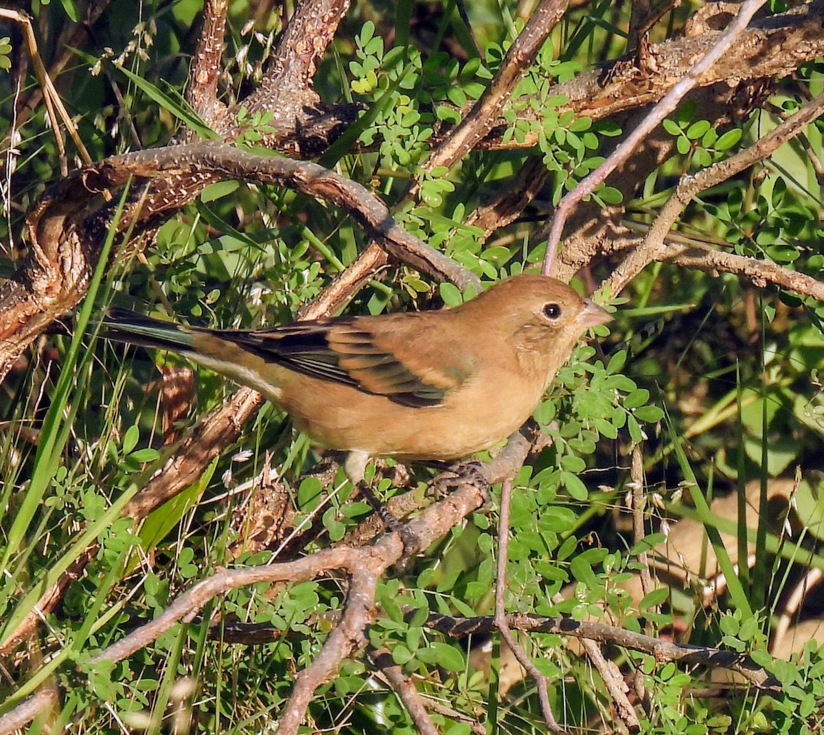 Lazuli Bunting - ML625374016