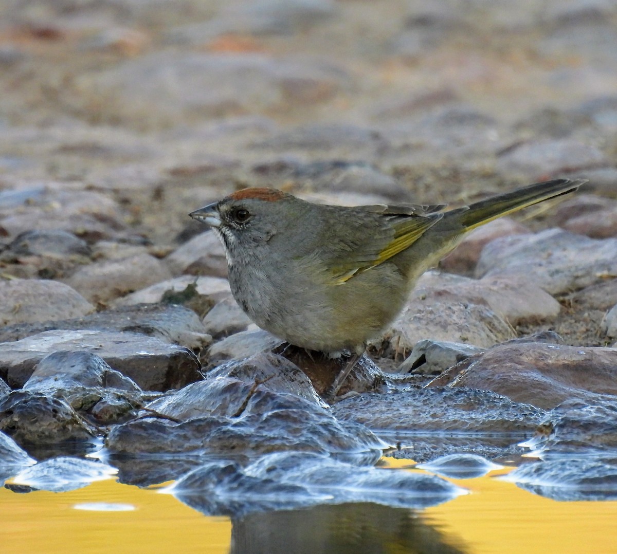 Green-tailed Towhee - ML625374030