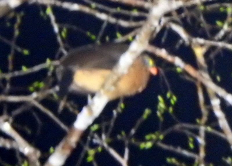 Nocturnal Curassow - ML625374123