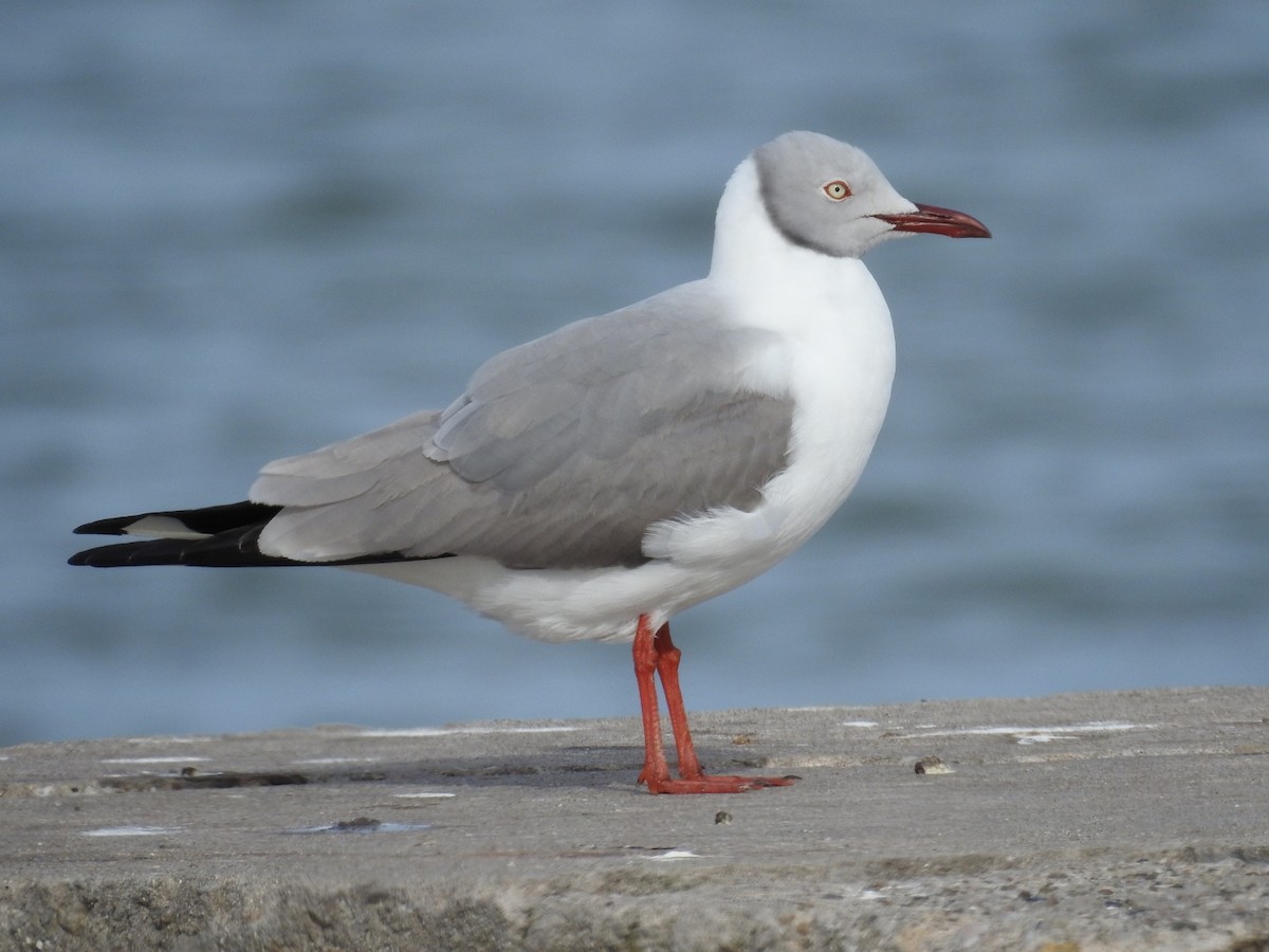 Gray-hooded Gull - ML625374149