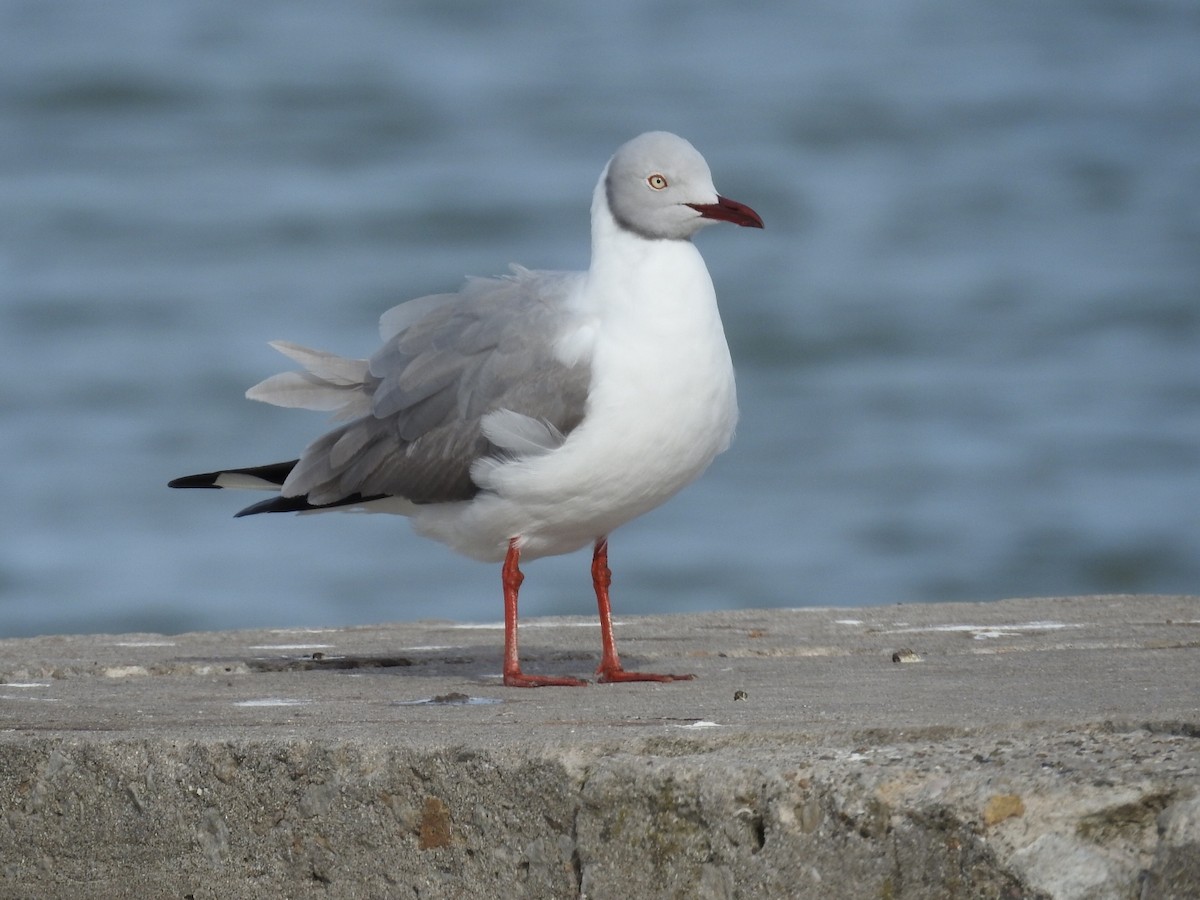 Gray-hooded Gull - ML625374151