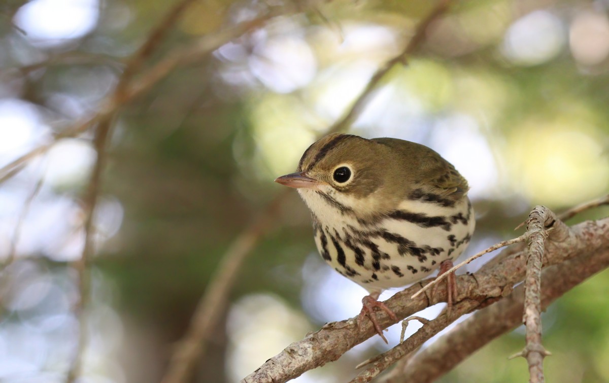 Ovenbird - ML625374183