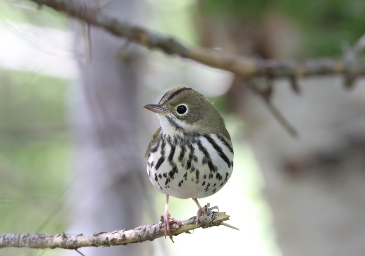 Ovenbird - ML625374184