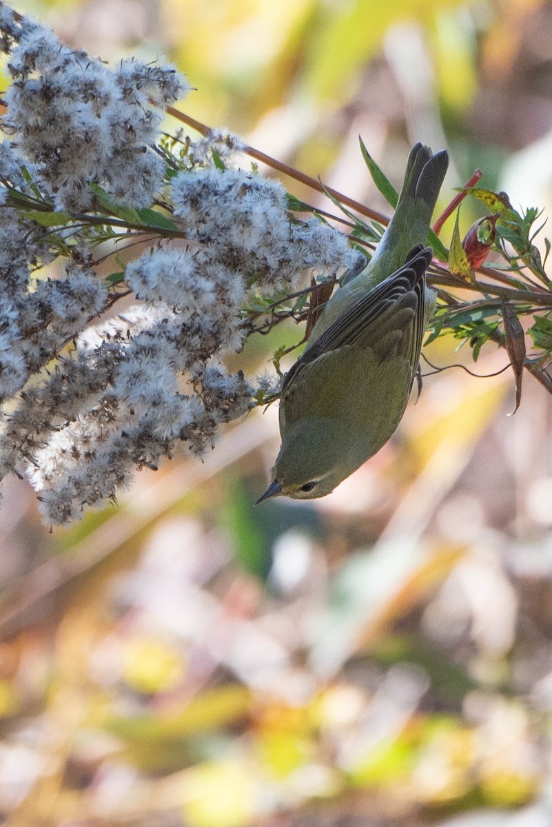 Orange-crowned Warbler - ML625374186