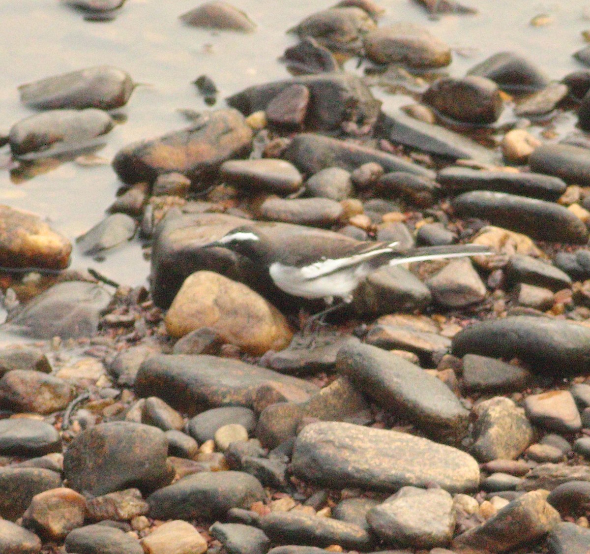 White-browed Wagtail - Savio Fonseca (www.avocet-peregrine.com)