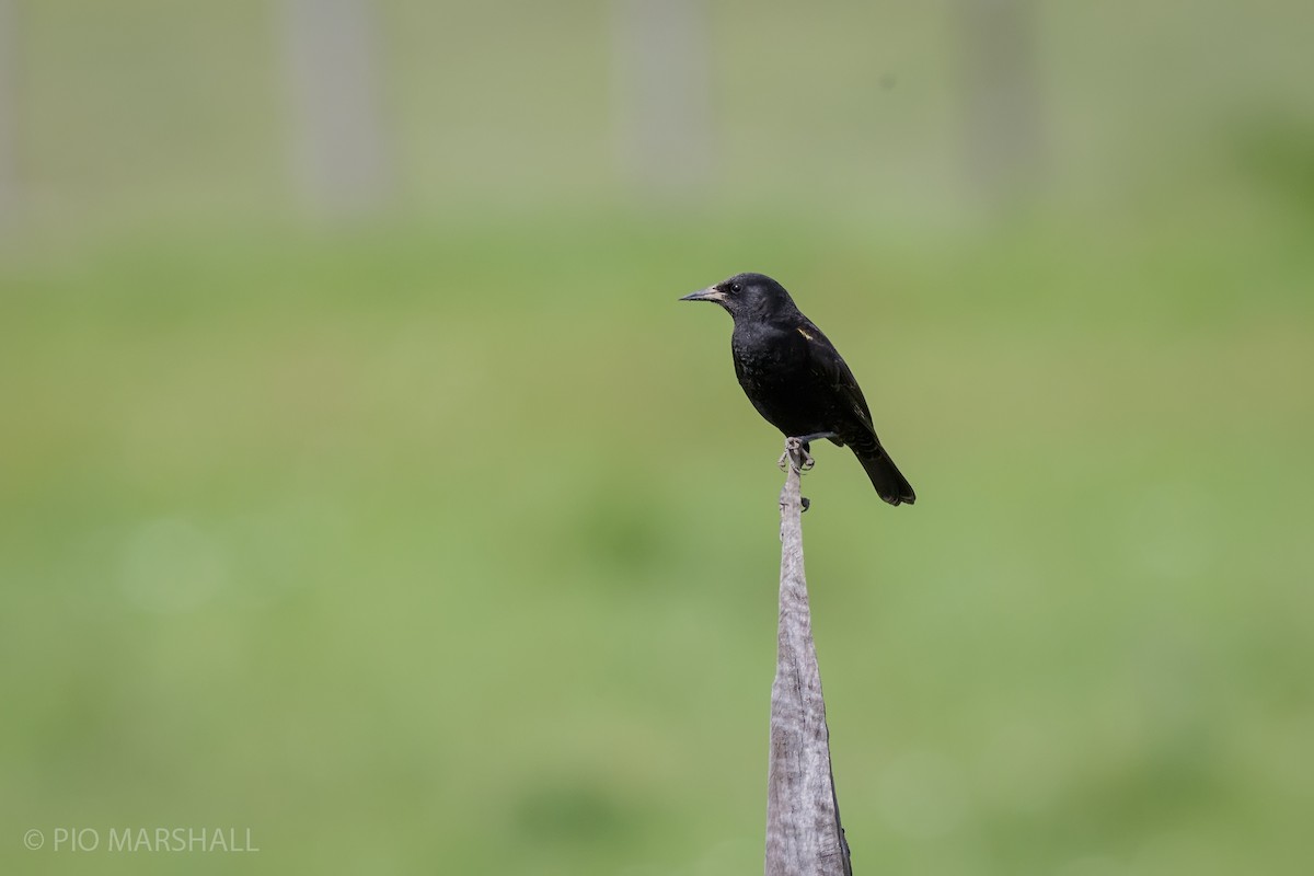 Yellow-winged Blackbird - ML625374285