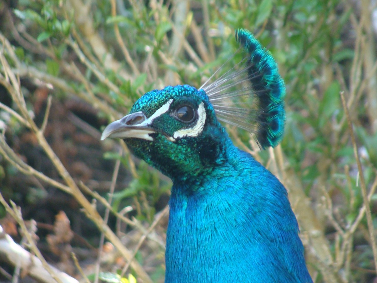 Indian Peafowl - ML625374582
