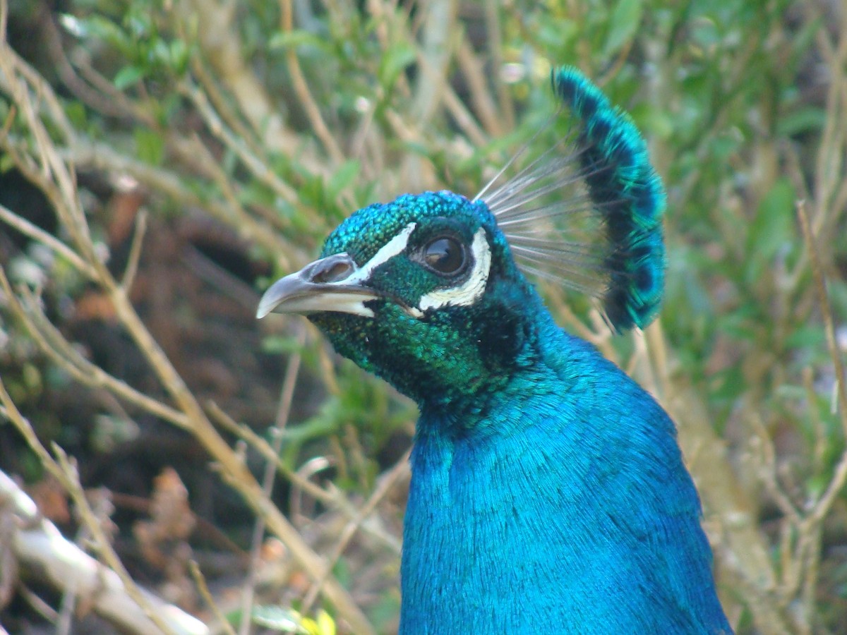 Indian Peafowl - ML625374592