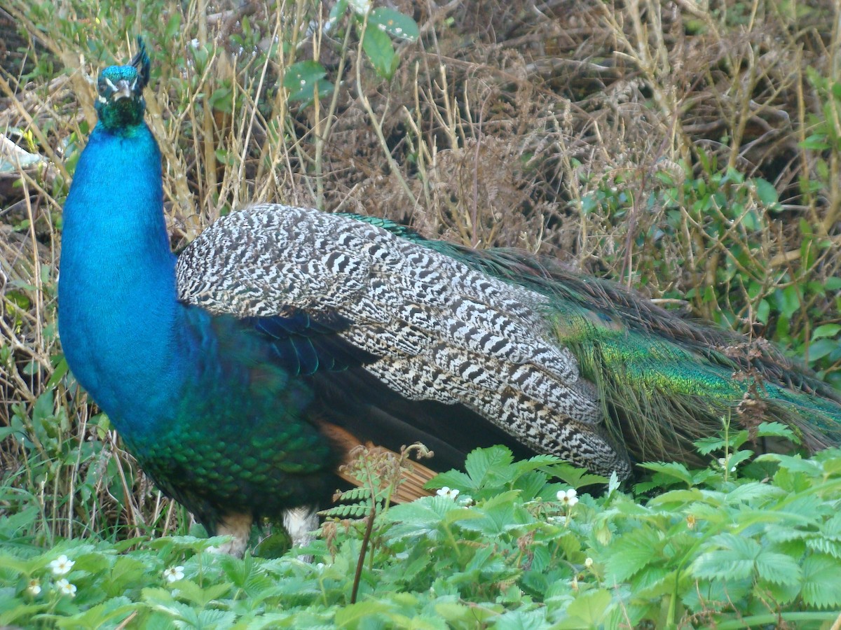 Indian Peafowl - ML625374594