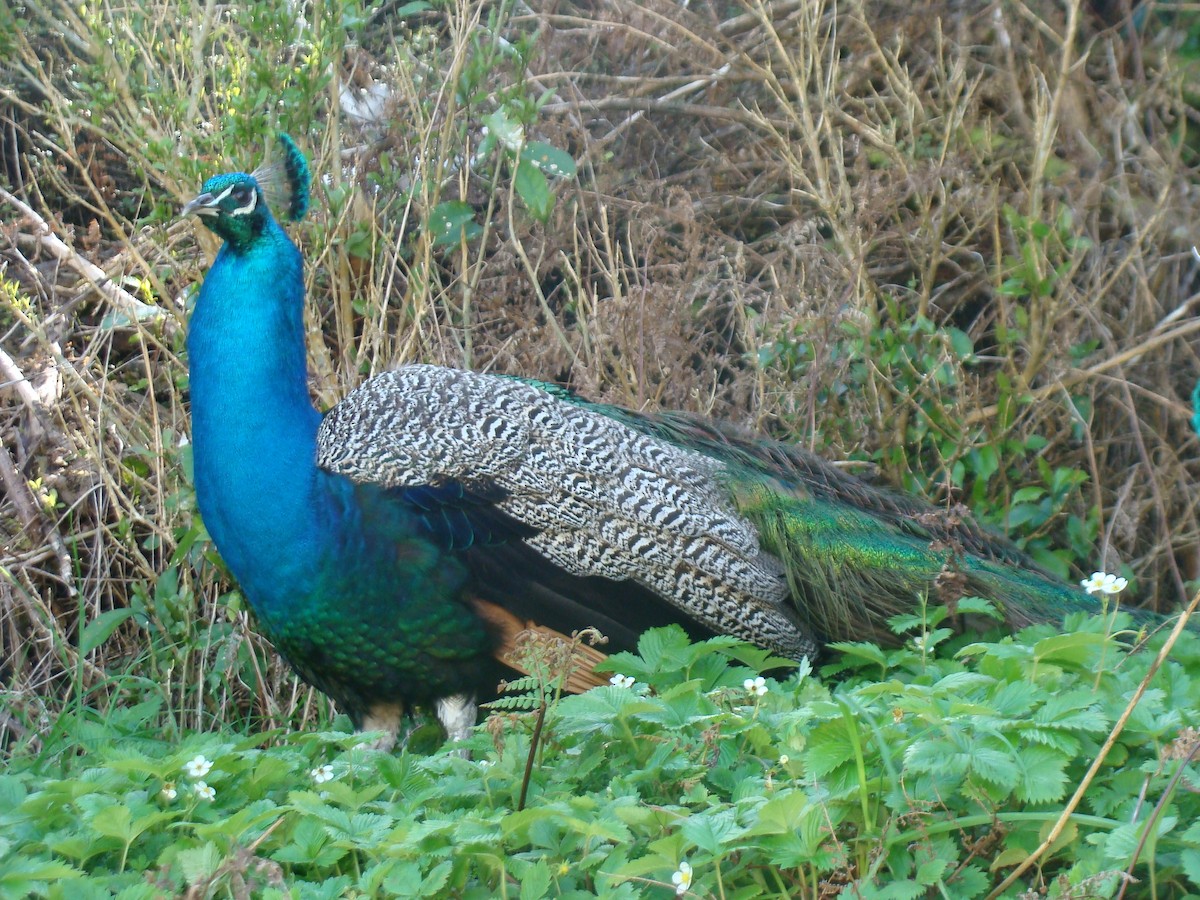 Indian Peafowl - ML625374595