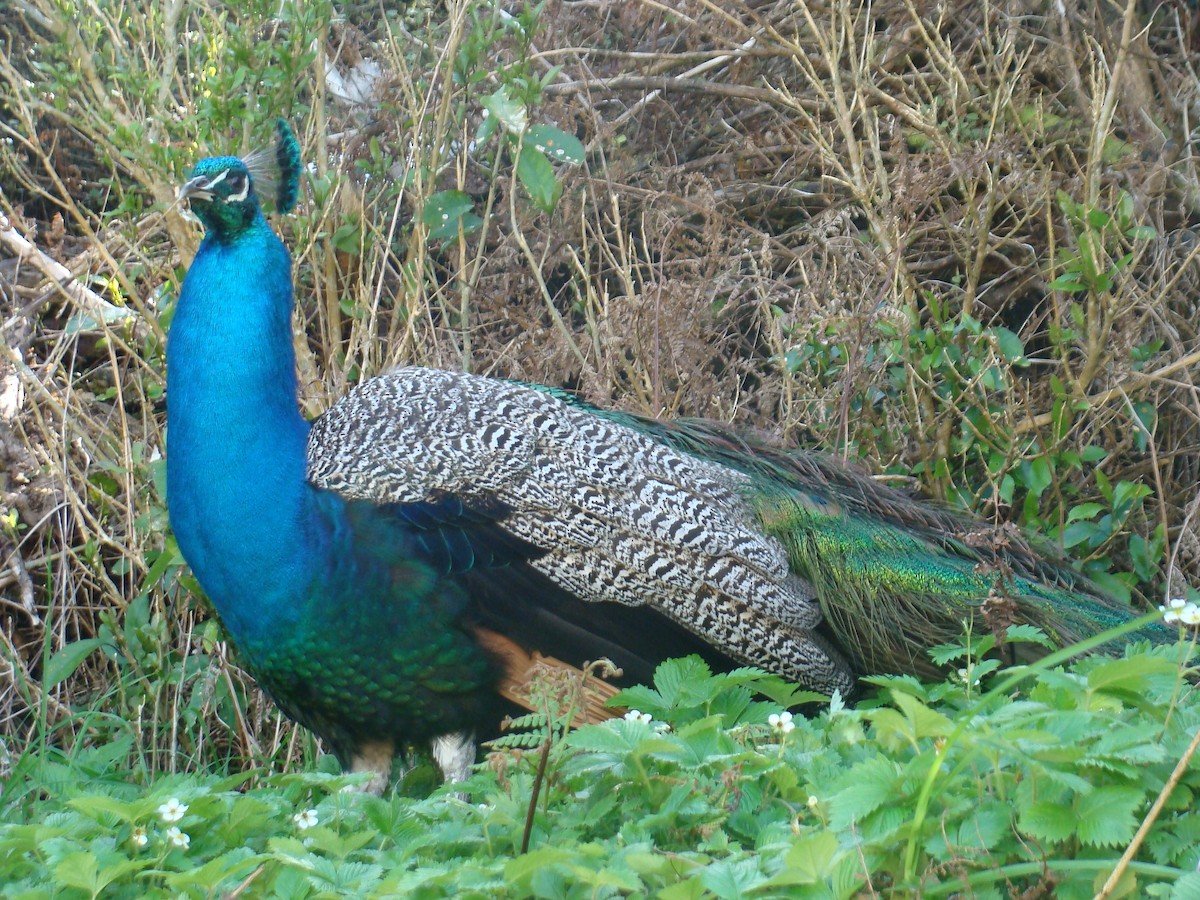 Indian Peafowl - ML625374596