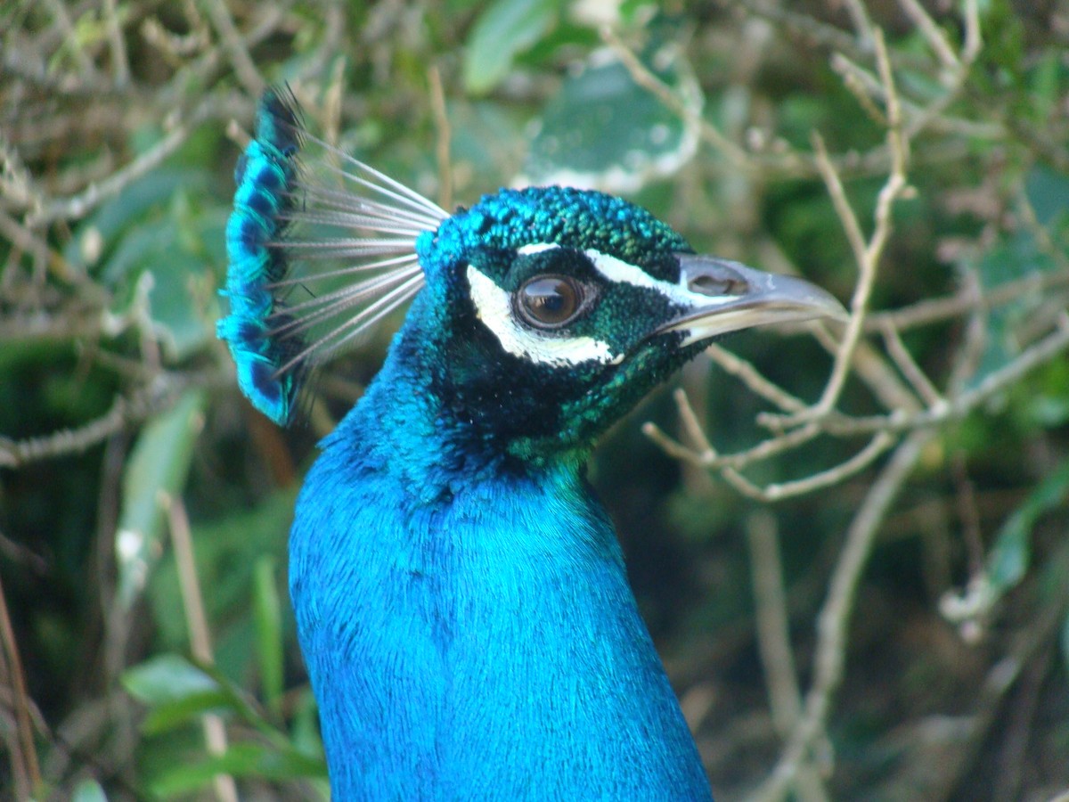 Indian Peafowl - ML625374598
