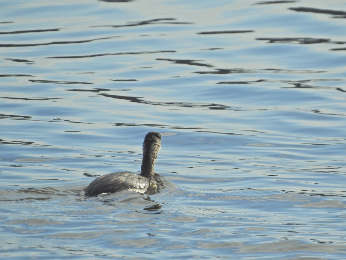 Eared Grebe - ML625374684