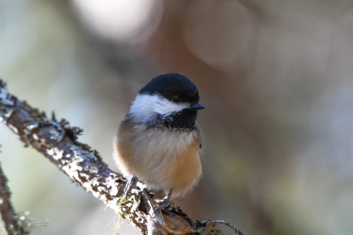 Black-capped Chickadee - ML625374883