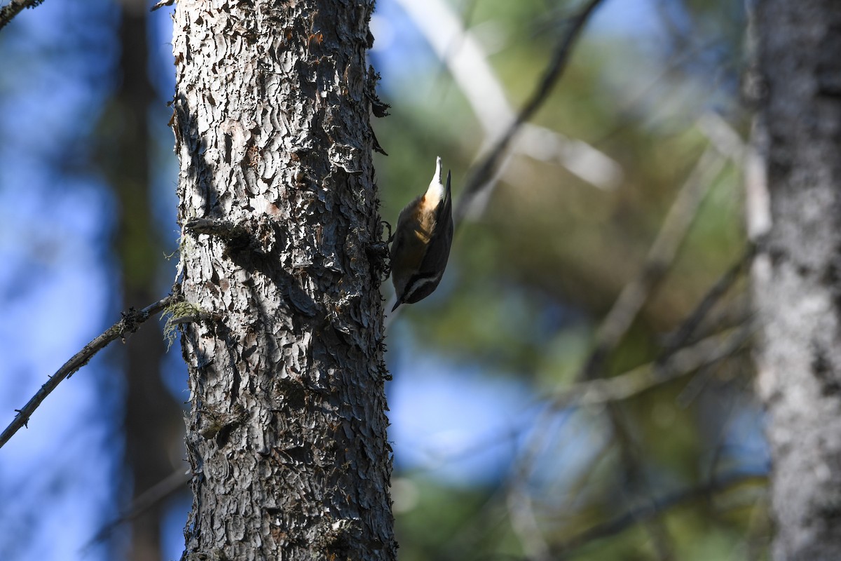 Red-breasted Nuthatch - ML625374911