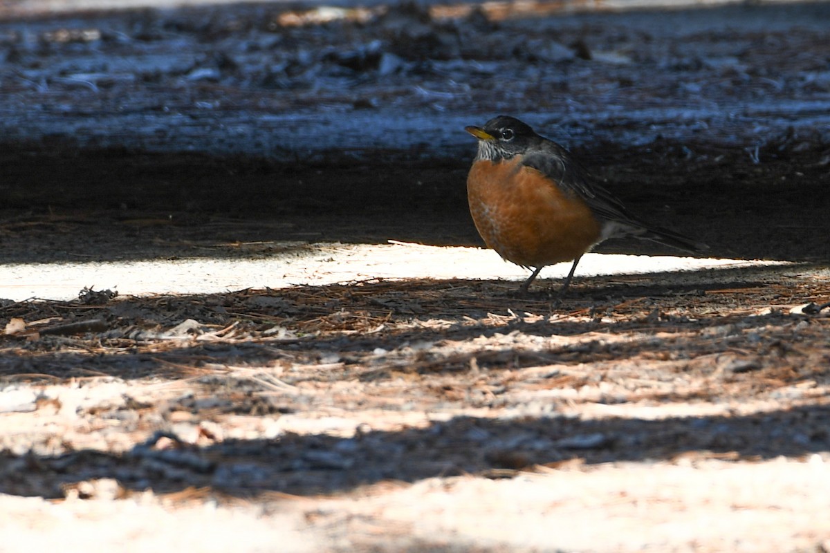 American Robin - ML625374922