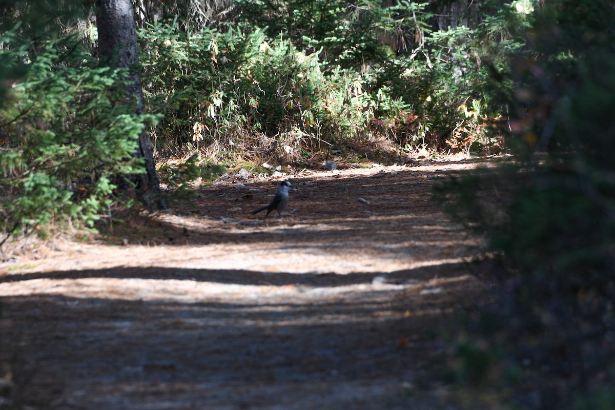 Canada Jay - ML625374955