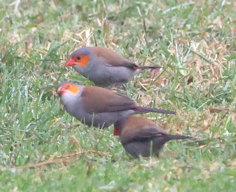 Orange-cheeked Waxbill - ML625375001