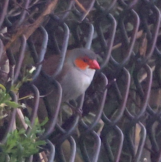 Orange-cheeked Waxbill - ML625375002