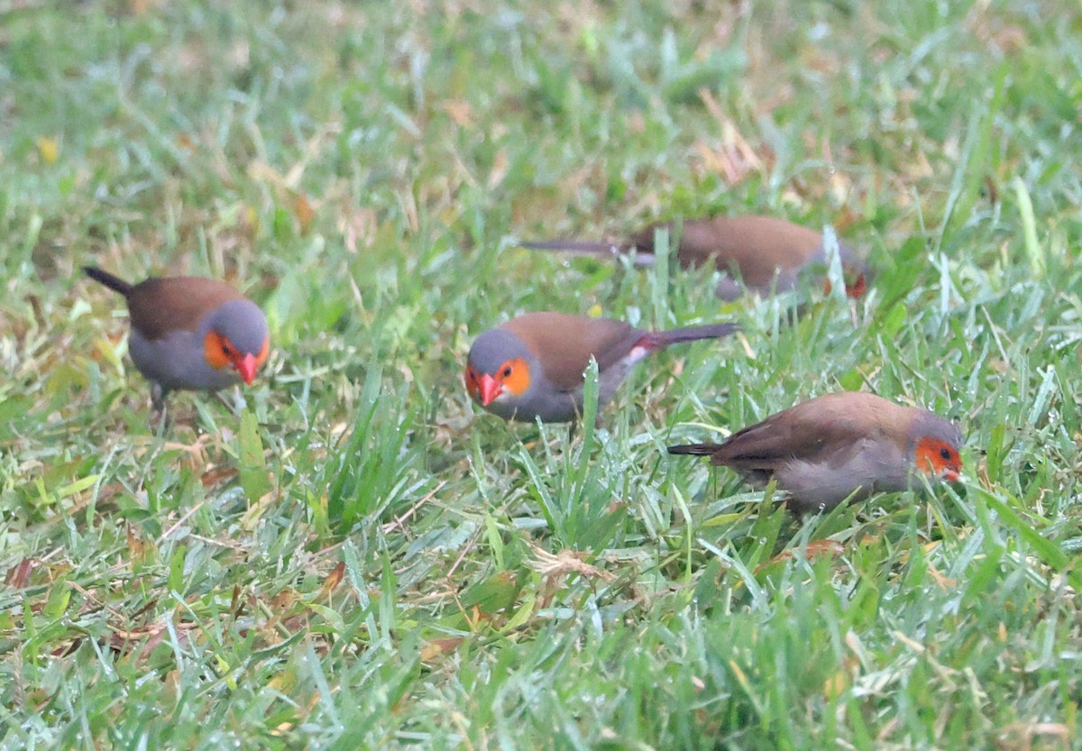 Orange-cheeked Waxbill - ML625375003