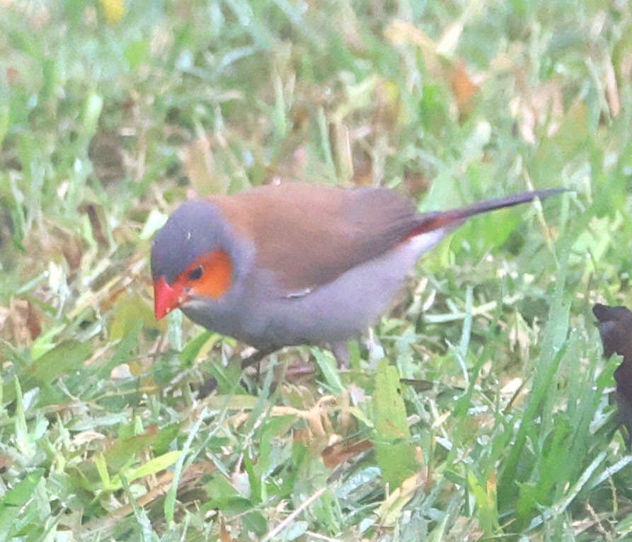 Orange-cheeked Waxbill - ML625375004