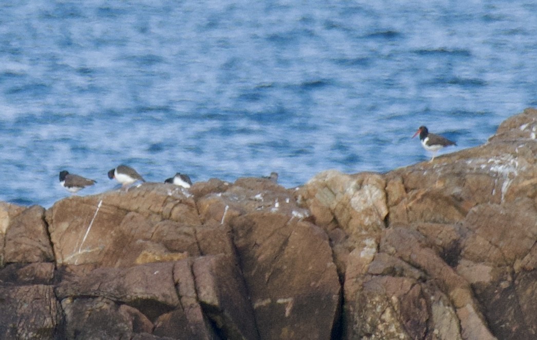 American Oystercatcher - ML625375142