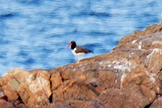 American Oystercatcher - ML625375143