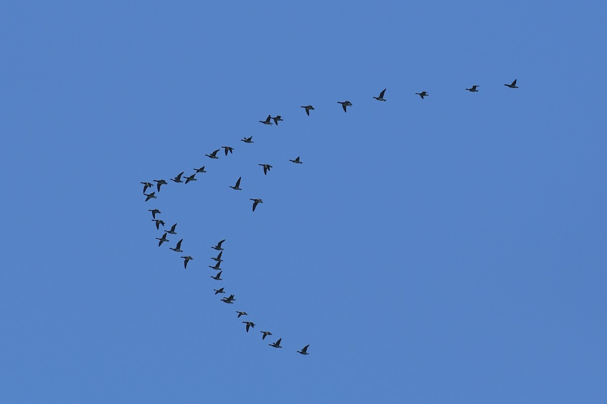 Brant (Atlantic) - ML625375186